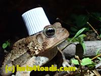 /home//u458753944/public_html/sourcegallery//Roxborough Toad Detour/2013-2019/2016/2016-04-26/P4260224.JPG